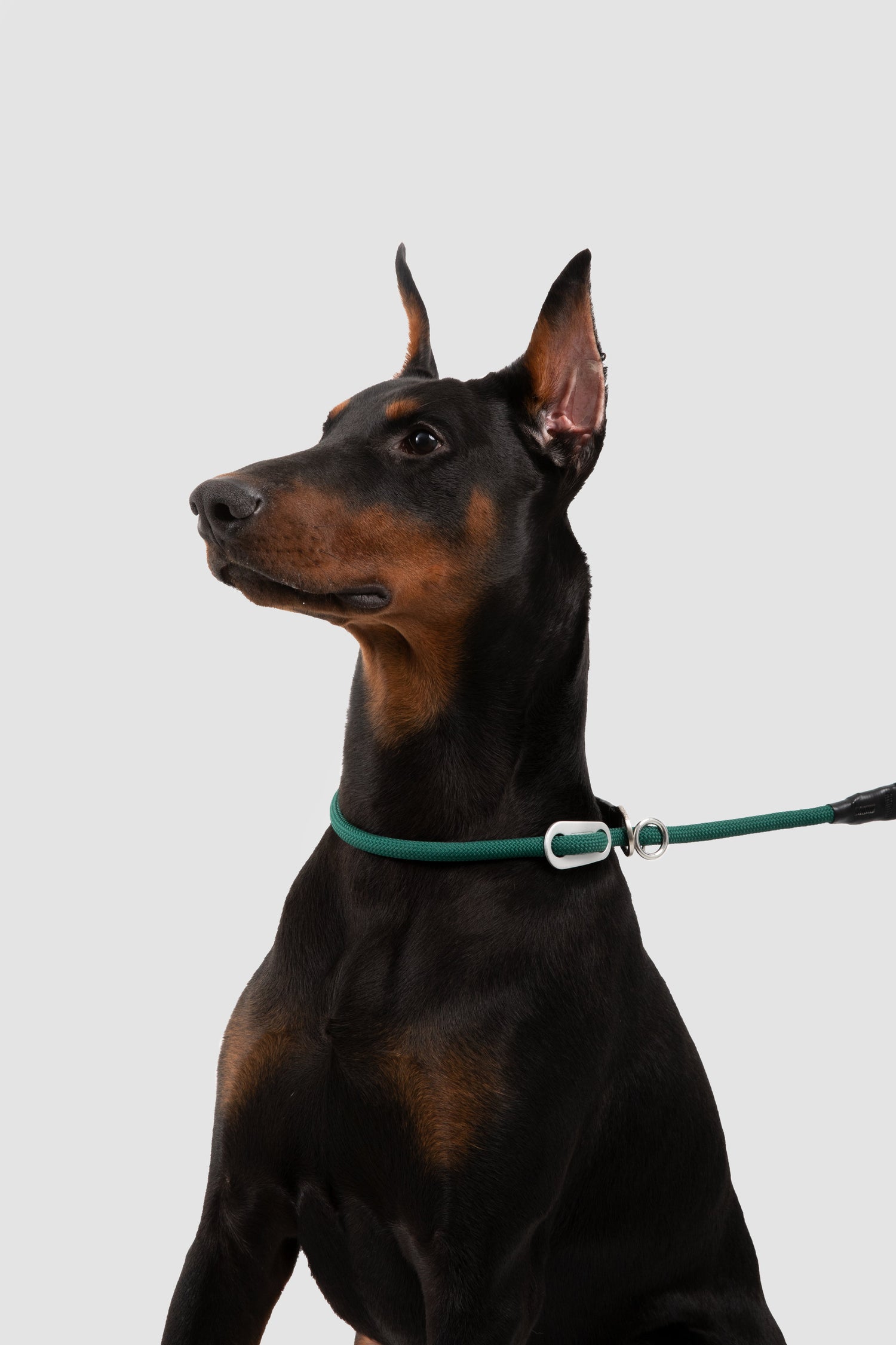 Dog Collar, Harness & Leash