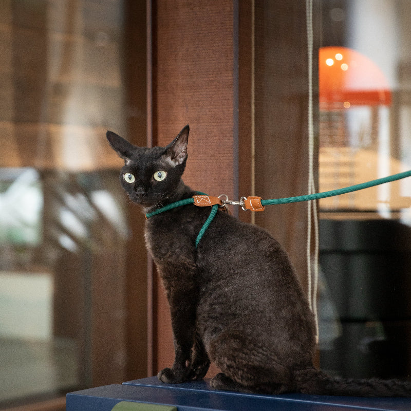 Cat Harness & Leash Set