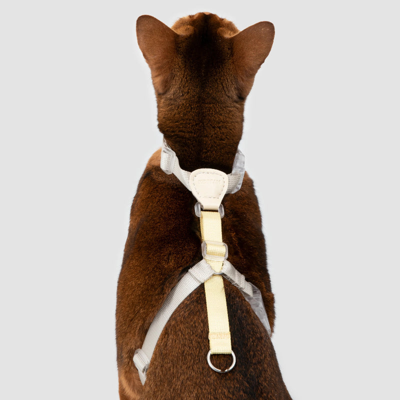 Conjunto de Arnês para Gato Leve em H