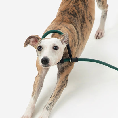 Trela de Treino Antiescapadelas para Cães