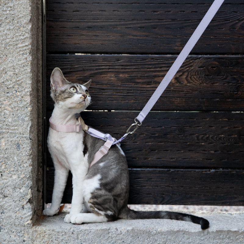 Conjunto de Arnês para Gato Leve em H