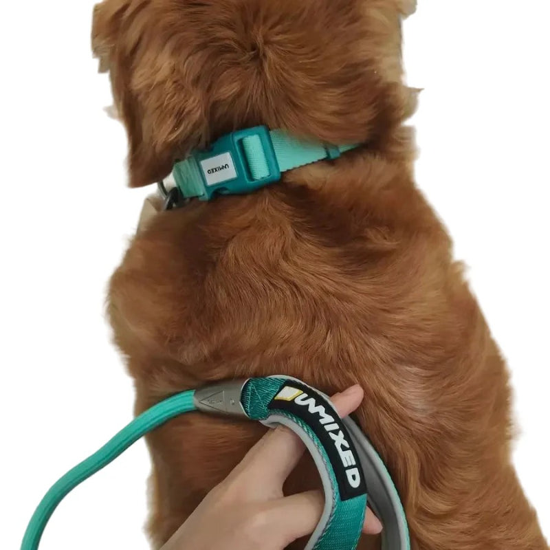 Neon Paws Adjustable Dog Collar