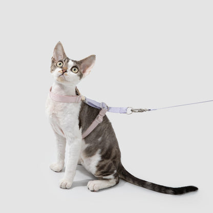 Conjunto de Arnês para Gato Leve em H