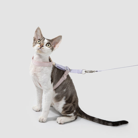 Conjunto de Arnês para Gato Leve em H