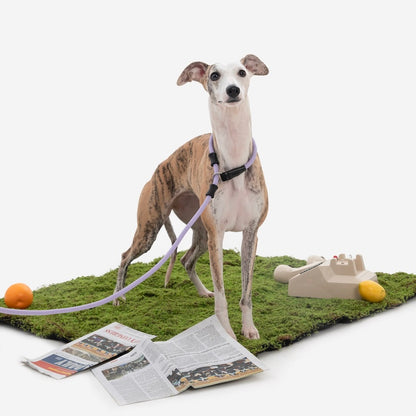 Trela de Treino Antiescapadelas para Cães