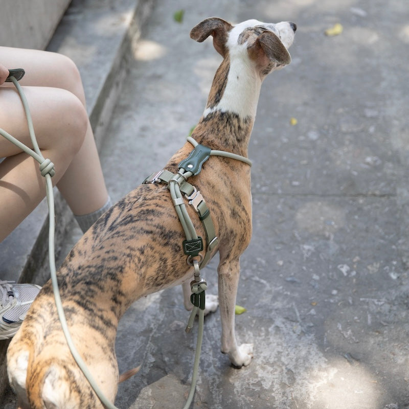 Adjustable Dog Harness & Round Rope Leash Set