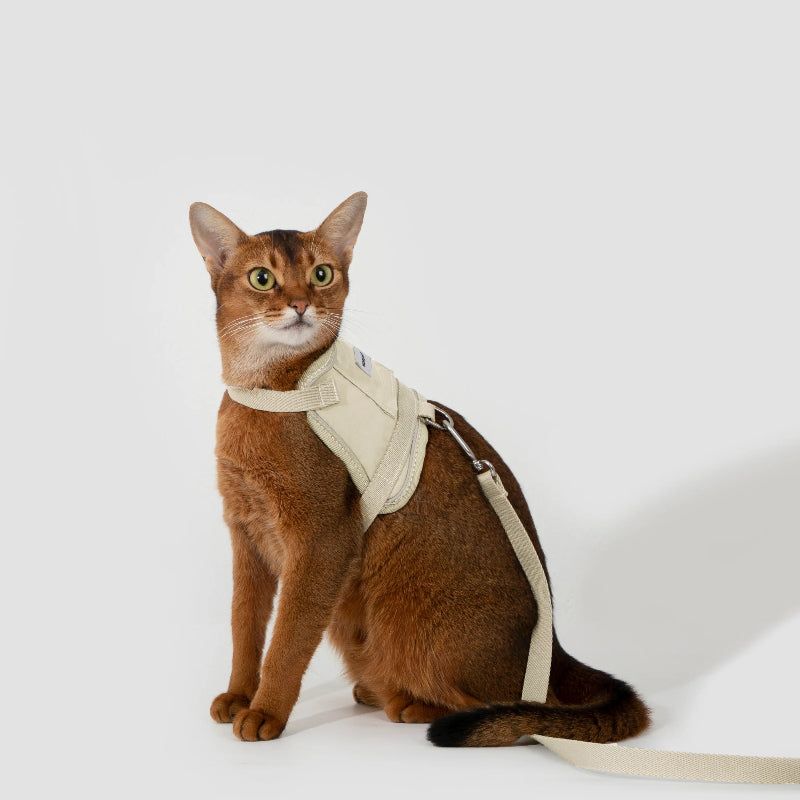 Conjunto de Arnês Estilo Colete para Gato com Bolso para Localizador