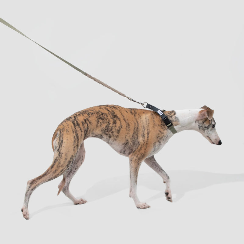 Coleira de Galgo Anti-Puxão Meia-Escorrega