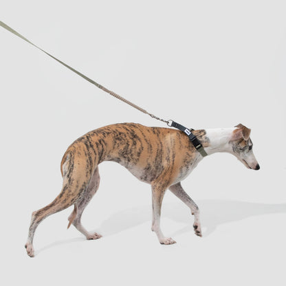 Coleira de Galgo Anti-Puxão Meia-Escorrega