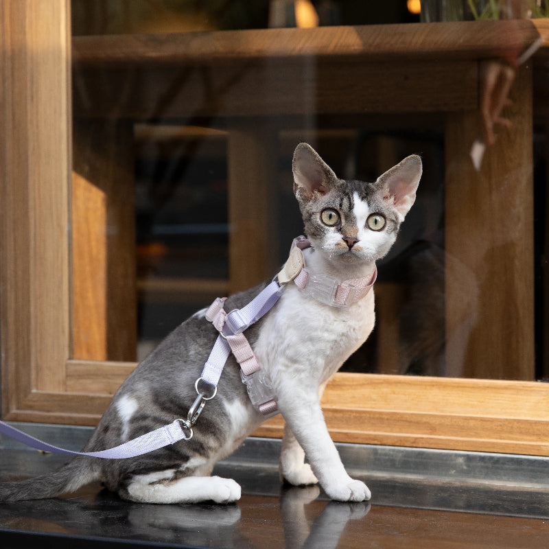 Conjunto de Arnês para Gato Leve em H