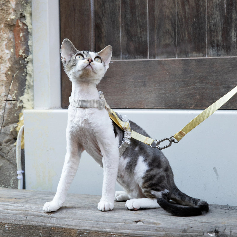 Conjunto de Arnês para Gato Leve em H