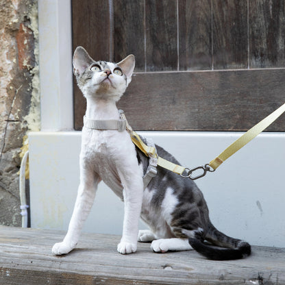 Conjunto de Arnês para Gato Leve em H