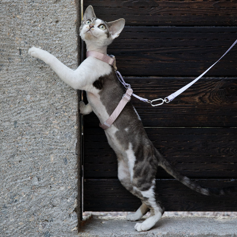 Conjunto de Arnês para Gato Leve em H