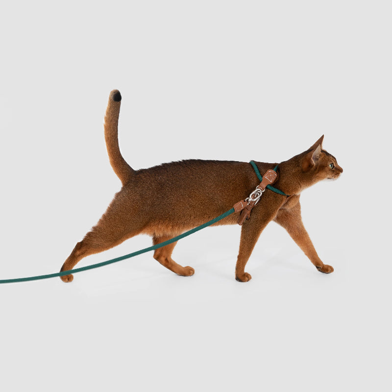X-Shaped Lightweight Cat Harness Set