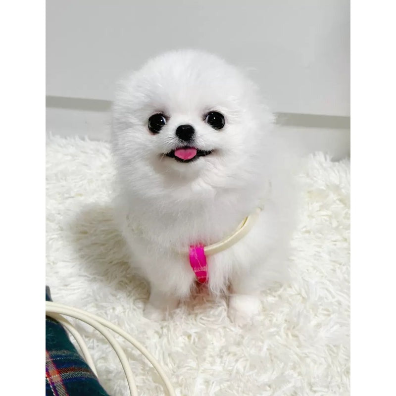 Peitoral Impermeável para Cão Neon Paws