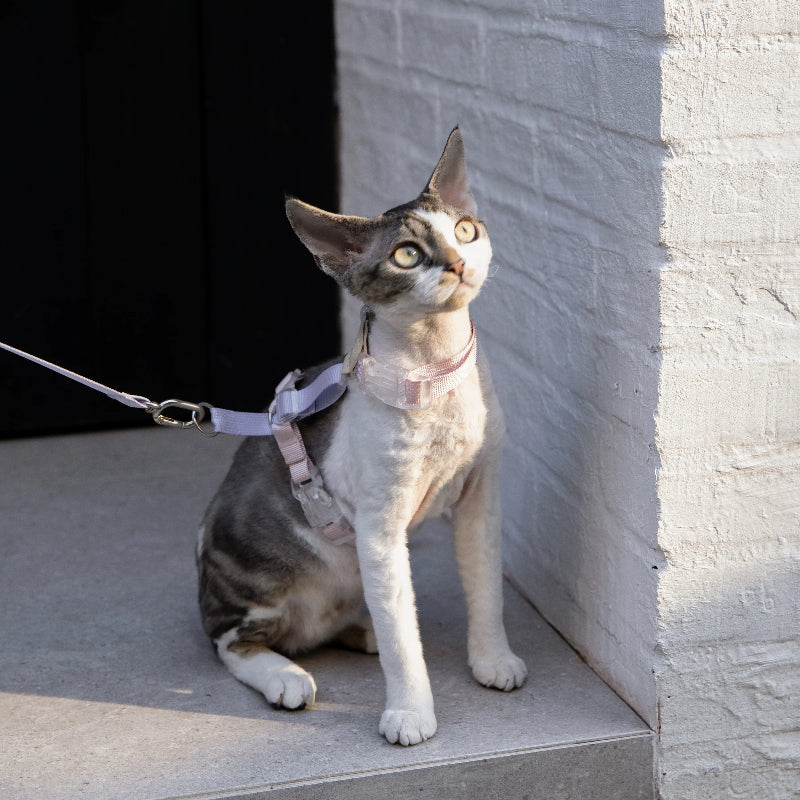 Conjunto de Arnês para Gato Leve em H
