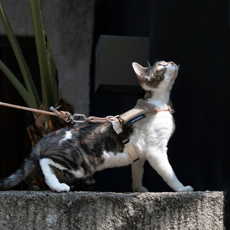 Conjunto de Arnês e Trela Mãos-Livres para Gato em Bombazina