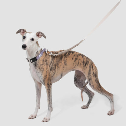 Coleira de Galgo Anti-Puxão Meia-Escorrega