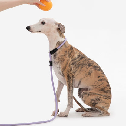 Trela de Treino Antiescapadelas para Cães