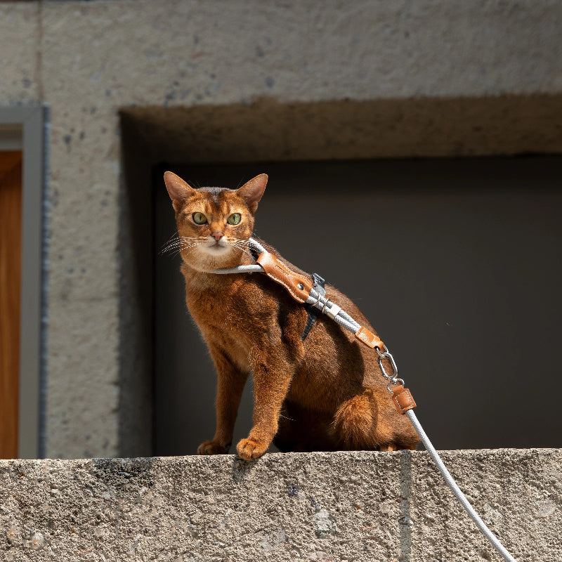 H-Shaped Cat Harness Set