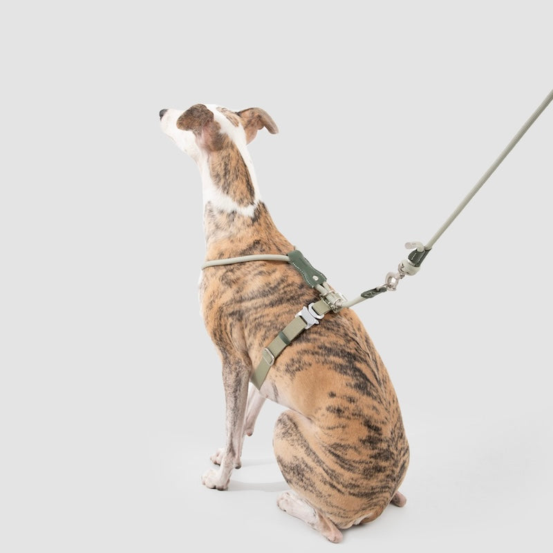 Adjustable Dog Harness & Round Rope Leash Set