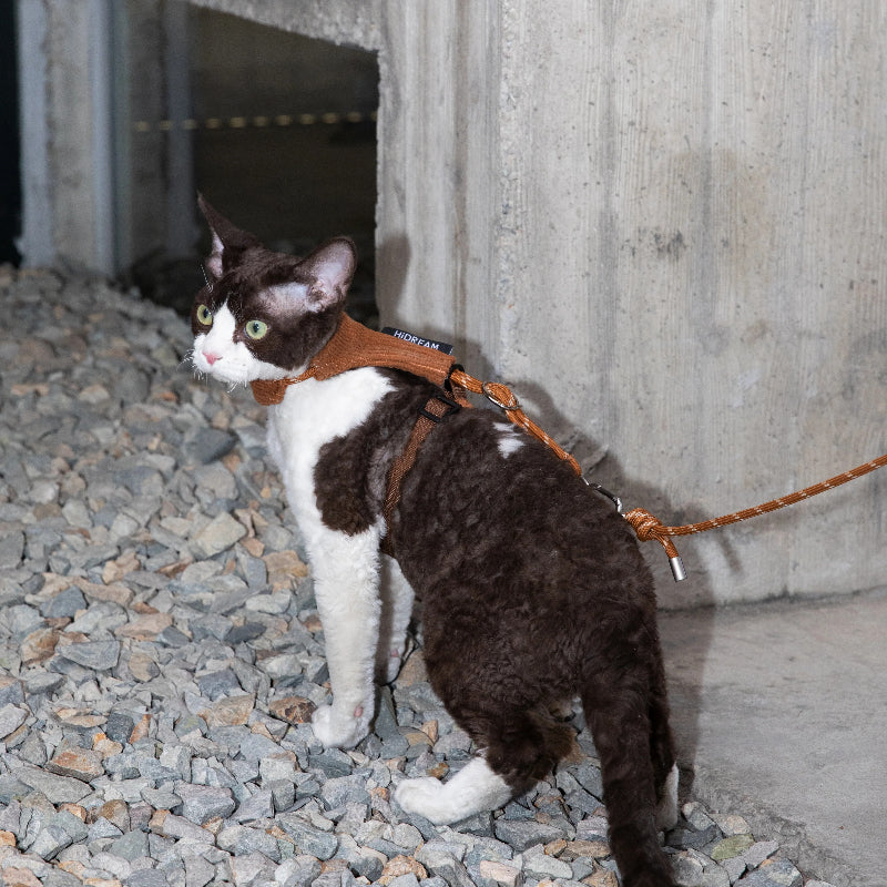 Conjunto de Arnês e Trela Mãos-Livres para Gato em Bombazina