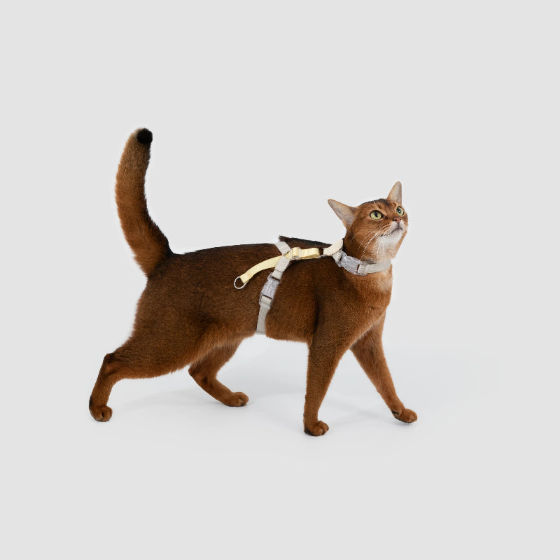 Conjunto de Arnês para Gato Leve em H