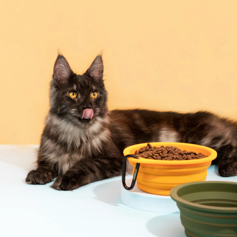 Food-Grade Silicone Collapsible Pet Travel Bowl