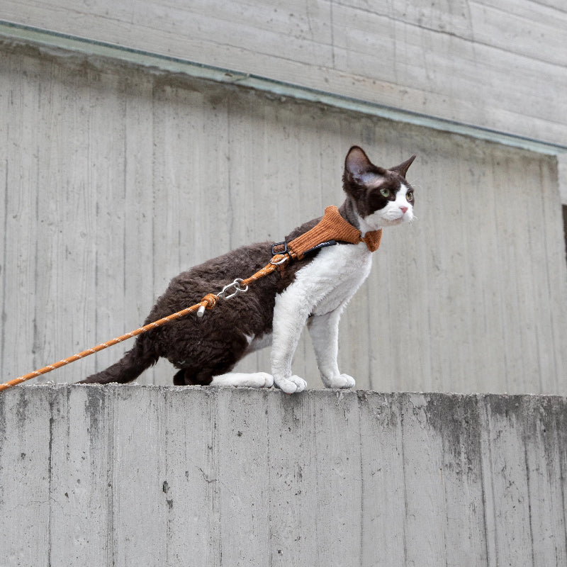 Conjunto de Arnês e Trela Mãos-Livres para Gato em Bombazina
