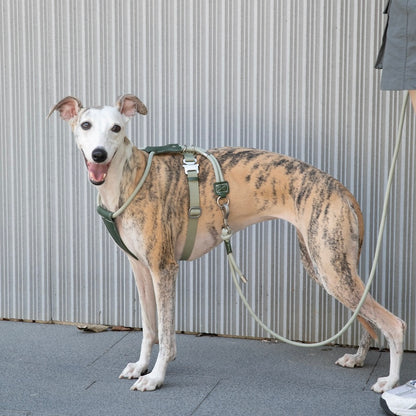 Adjustable Dog Harness & Round Rope Leash Set