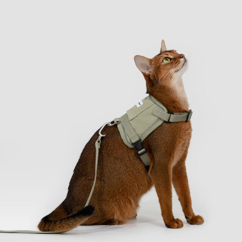 Conjunto de Arnês Estilo Colete para Gato com Bolso para Localizador