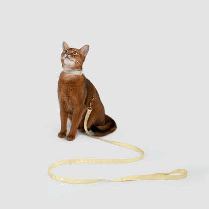 Conjunto de Arnês para Gato Leve em H