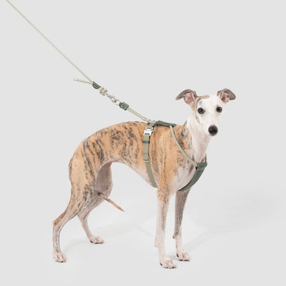Adjustable Dog Harness & Round Rope Leash Set