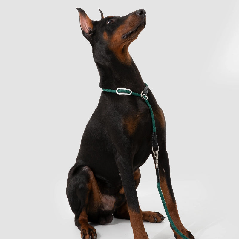 Limited-Slip Half-Check Dog Collar & Hands-Free Training Leash