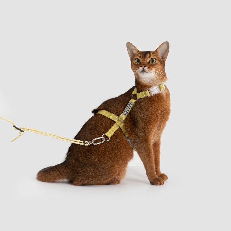 Conjunto de Arnês Ultraleve para Gato em Forma de H