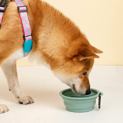 Food-Grade Silicone Collapsible Pet Travel Bowl