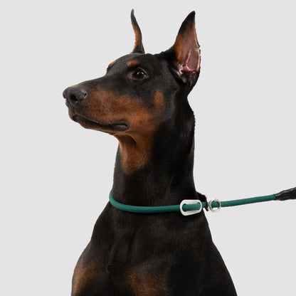Limited-Slip Half-Check Dog Collar & Hands-Free Training Leash