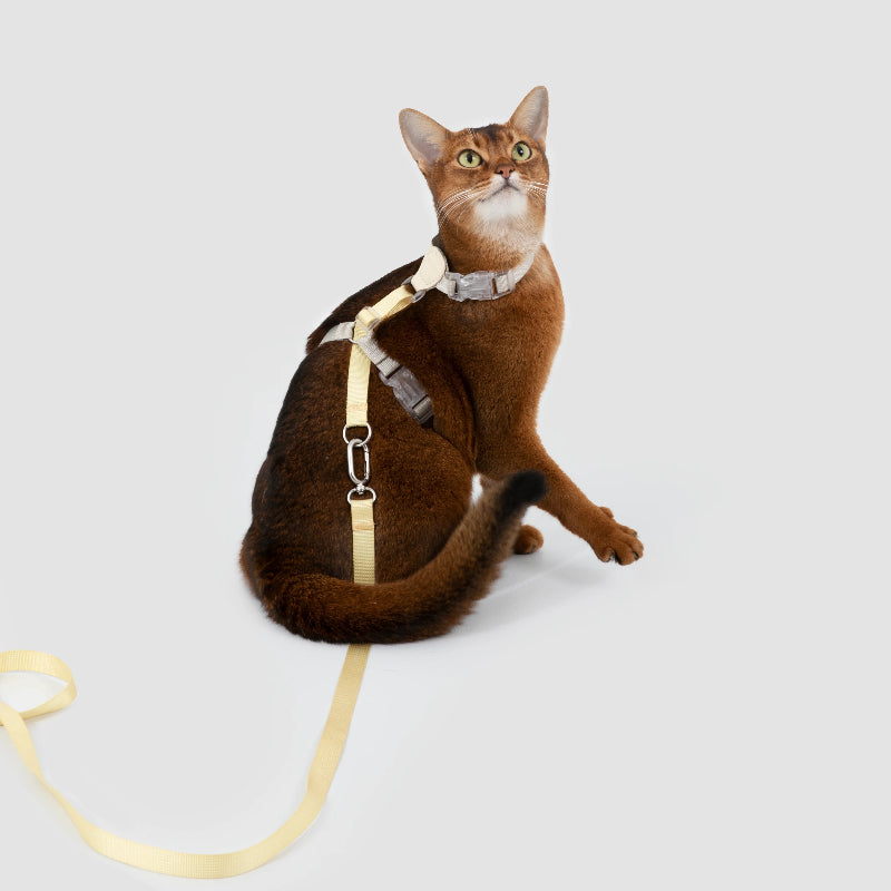 Conjunto de Arnês para Gato Leve em H