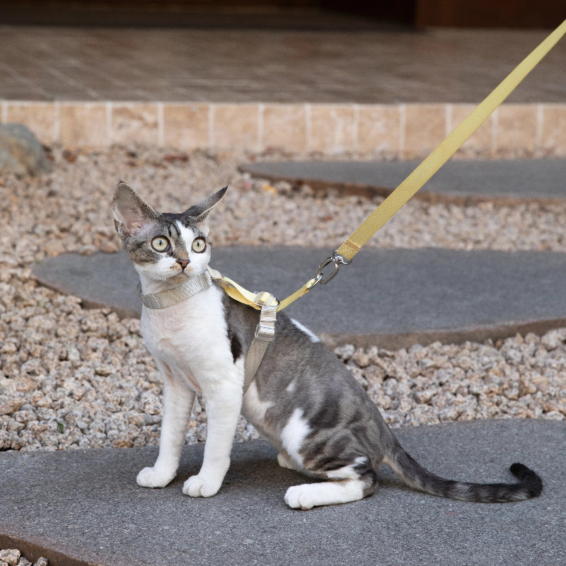 Conjunto de Arnês para Gato Leve em H