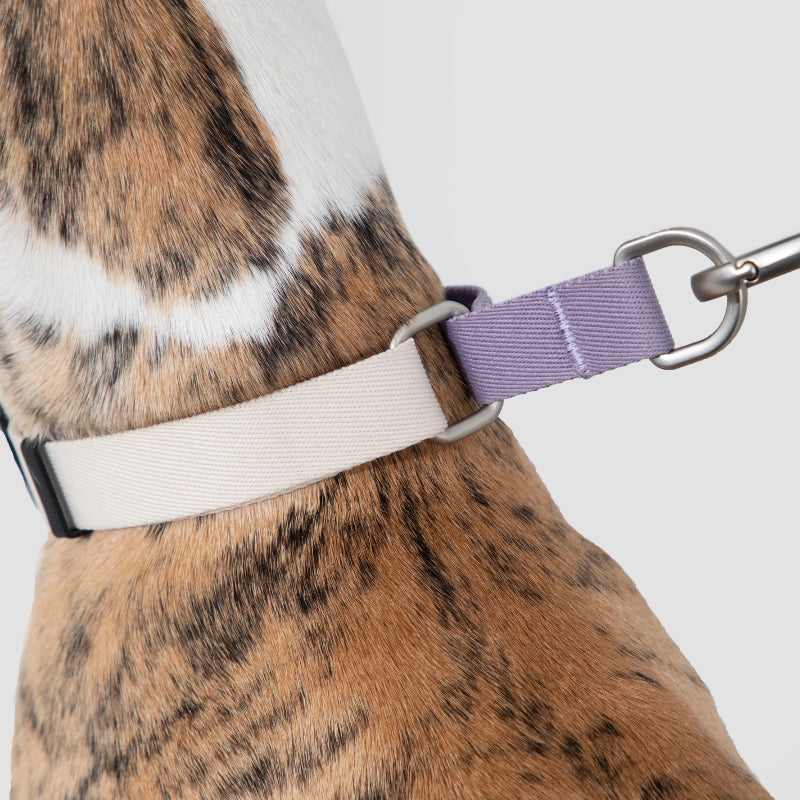 Coleira de Galgo Anti-Puxão Meia-Escorrega