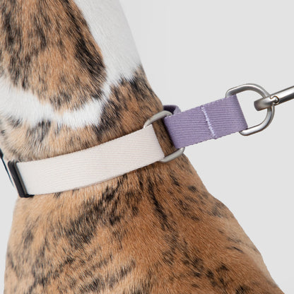 Coleira de Galgo Anti-Puxão Meia-Escorrega
