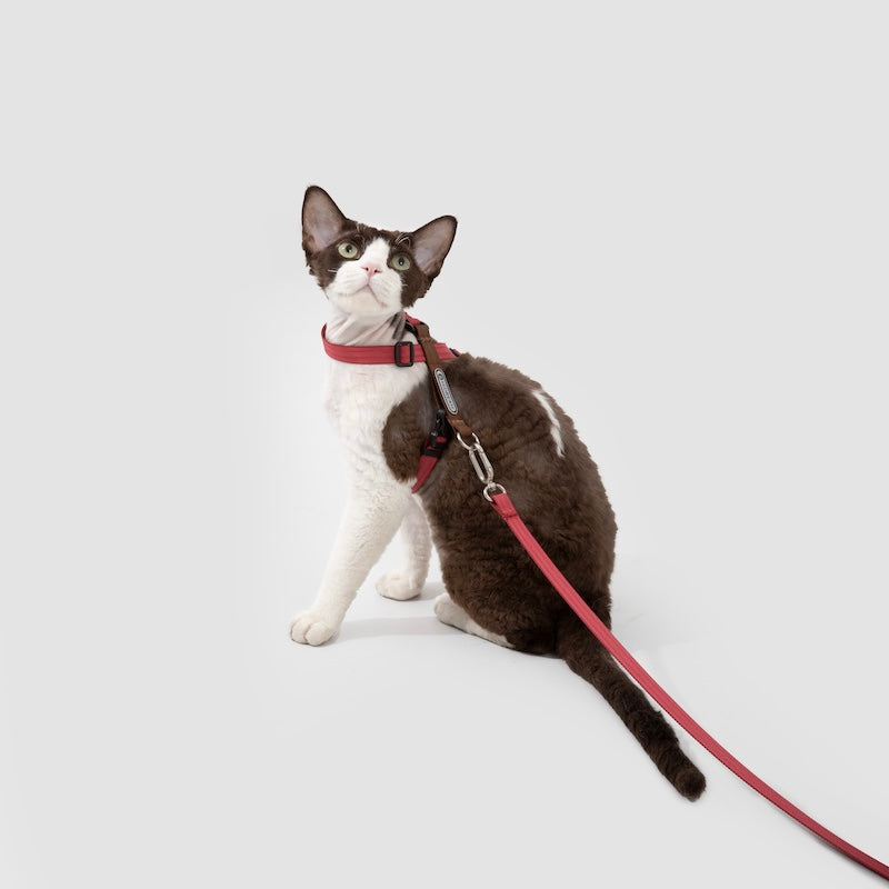 Multi-Way Wear Choke-Free Cat Harness Set