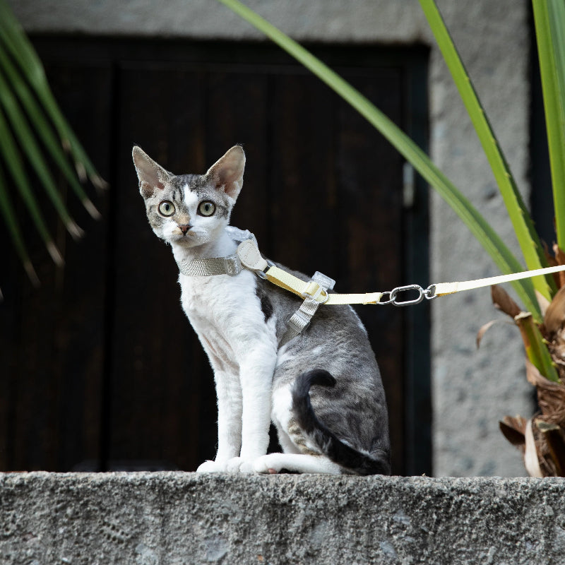 Conjunto de Arnês para Gato Leve em H