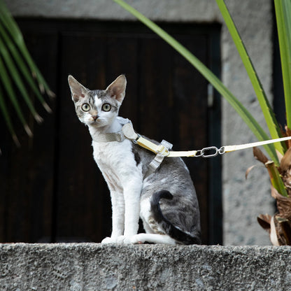 Conjunto de Arnês para Gato Leve em H