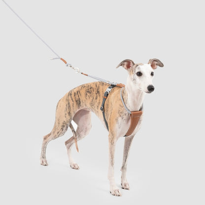 Adjustable Dog Harness & Round Rope Leash Set