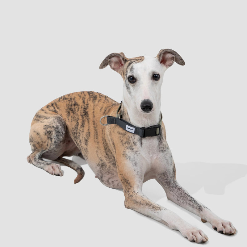 Coleira de Galgo Anti-Puxão Meia-Escorrega