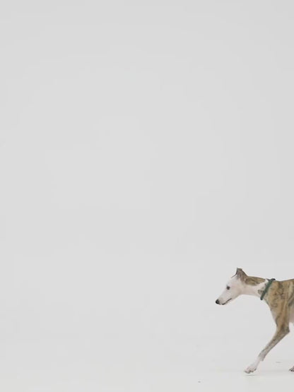 Trela de Treino Antiescapadelas para Cães