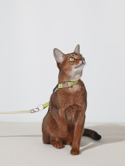Conjunto de Arnês Ultraleve para Gato em Forma de H