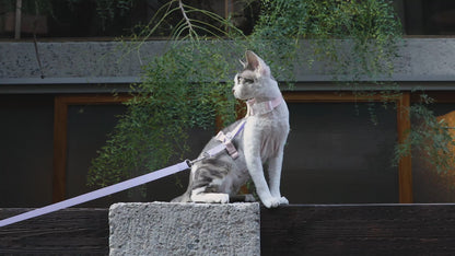 Conjunto de Arnês para Gato Leve em H