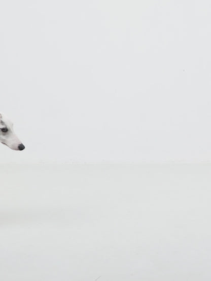 Coleira de Galgo Anti-Puxão Meia-Escorrega